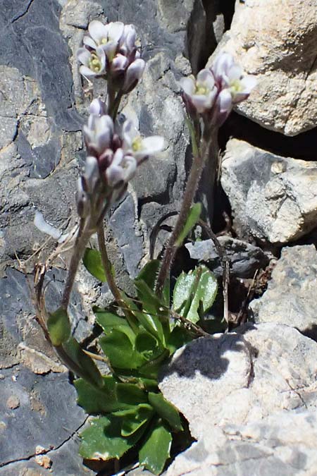 Arabis caerulea \ Bl�uliche G�nsekresse / Bluish Rock-Cress, I Stilfser Joch / Passo dello Stelvio 7.7.2026
