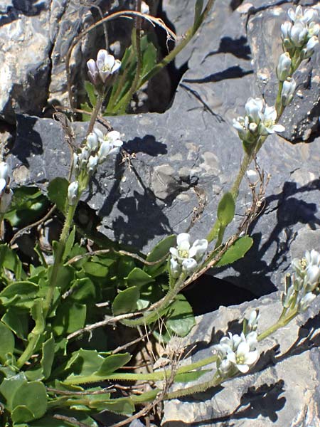 Arabis caerulea \ Bl�uliche G�nsekresse / Bluish Rock-Cress, I Stilfser Joch / Passo dello Stelvio 7.7.2026