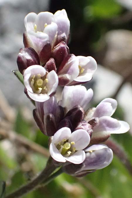 Arabis caerulea \ Bl�uliche G�nsekresse / Bluish Rock-Cress, I Stilfser Joch / Passo dello Stelvio 7.7.2026
