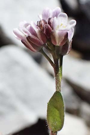 Arabis caerulea \ Bl�uliche G�nsekresse / Bluish Rock-Cress, I Stilfser Joch / Passo dello Stelvio 7.7.2026