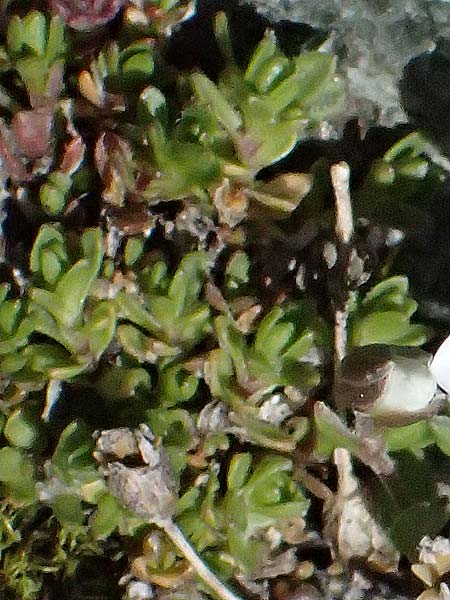 Arenaria ciliata \ Bewimpertes Sandkraut / Fringed Sandwort, Hairy Sandwort, I Stilfser Joch / Passo dello Stelvio 7.7.2026