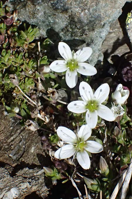 Arenaria ciliata \ Bewimpertes Sandkraut / Fringed Sandwort, Hairy Sandwort, I Stilfser Joch / Passo dello Stelvio 7.7.2026