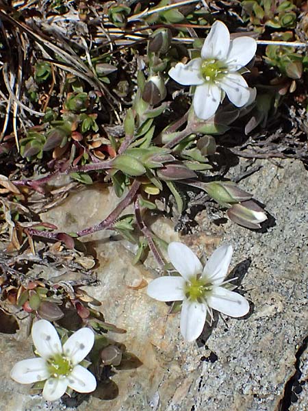Arenaria ciliata \ Bewimpertes Sandkraut / Fringed Sandwort, Hairy Sandwort, I Stilfser Joch / Passo dello Stelvio 7.7.2026