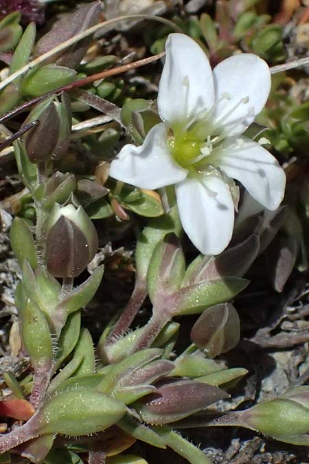 Arenaria ciliata \ Bewimpertes Sandkraut / Fringed Sandwort, Hairy Sandwort, I Stilfser Joch / Passo dello Stelvio 7.7.2026
