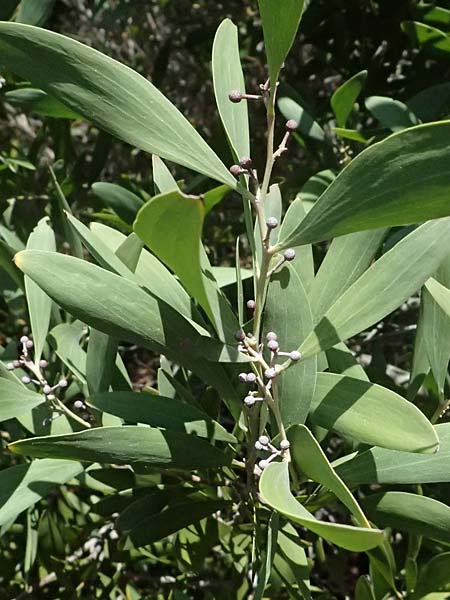 Acacia melanoxylon \ Schwarzholz-Akazie / Blackwood Wattle, I Liguria, Moneglia 26.9.2023