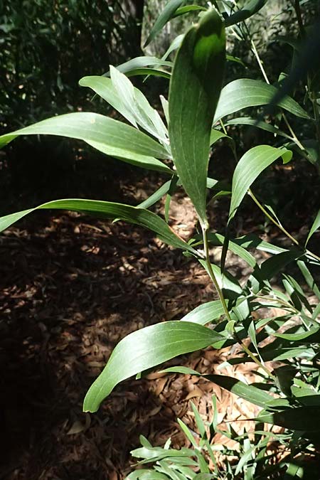 Acacia melanoxylon \ Schwarzholz-Akazie / Blackwood Wattle, I Liguria, Moneglia 26.9.2023