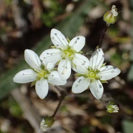 Arenaria multicaulis subsp. moehringioides \ Nabelmieren-�hnliches Sandkraut / Moehringia-Like Sandwort, I Lago di Cancano 10.7.2026