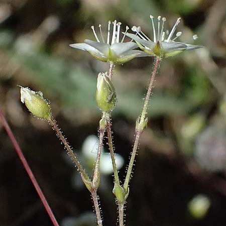 Arenaria multicaulis subsp. moehringioides \ Nabelmieren-�hnliches Sandkraut / Moehringia-Like Sandwort, I Lago di Cancano 10.7.2026