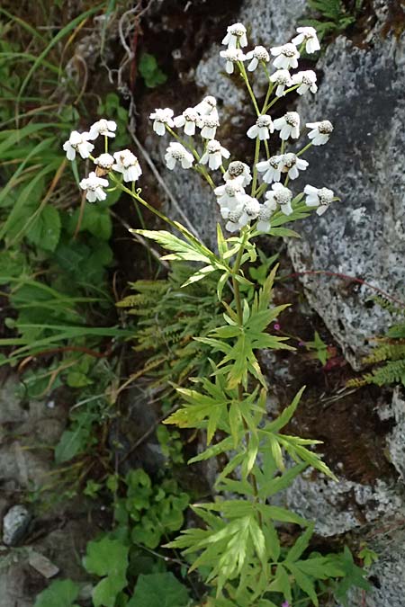 Achillea macrophylla / Big-Leaf Milfoil, I Passo del Tonale 11.7.2026