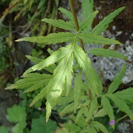 Achillea macrophylla / Big-Leaf Milfoil, I Passo del Tonale 11.7.2026