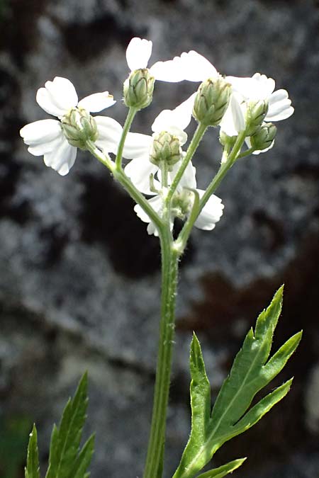 Achillea macrophylla / Big-Leaf Milfoil, I Passo del Tonale 11.7.2026