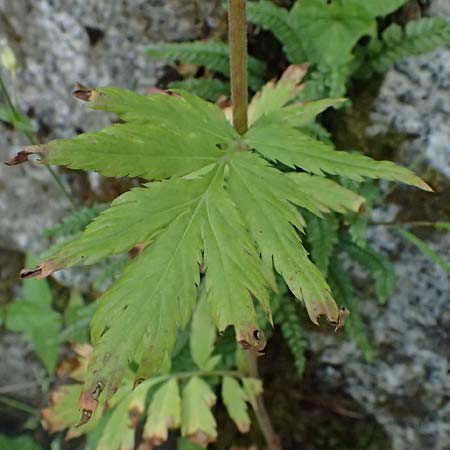 Achillea macrophylla / Big-Leaf Milfoil, I Passo del Tonale 11.7.2026