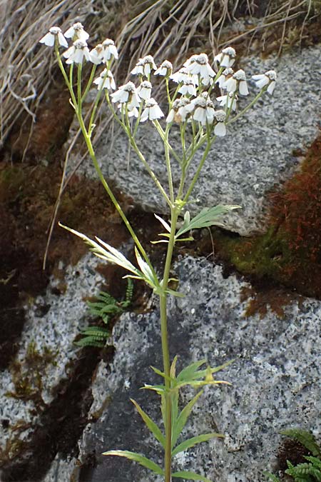 Achillea macrophylla / Big-Leaf Milfoil, I Passo del Tonale 11.7.2026