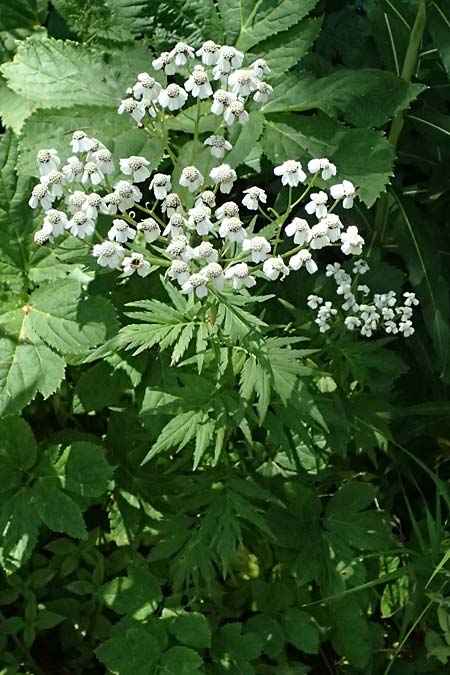 Achillea macrophylla / Big-Leaf Milfoil, I Passo del Tonale 11.7.2026