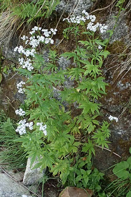 Achillea macrophylla / Big-Leaf Milfoil, I Passo del Tonale 11.7.2026