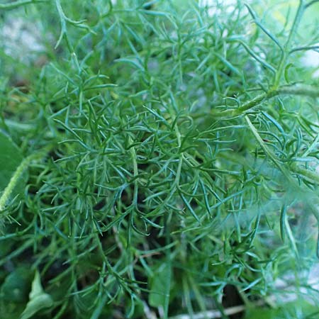 Achillea oxyloba \ Edle Schafgarbe, Dolomiten-Schafgarbe / Noble Yarrow, Alpine Sneezewort, I Prags,  Wei&szlig;lahnsattel 6.7.2022