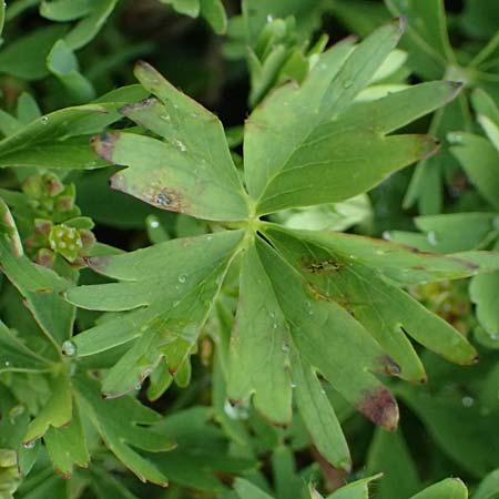Alchemilla pentaphyllea \ Schneet�lchen-Frauenmantel, Schnee-Frauenmantel / Cut-Leaved Lady's Mantle, I Passo di Gavia 6.7.2026