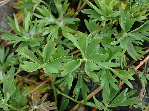 Alchemilla pentaphyllea \ Schneet�lchen-Frauenmantel, Schnee-Frauenmantel / Cut-Leaved Lady's Mantle, I Passo di Gavia 6.7.2026