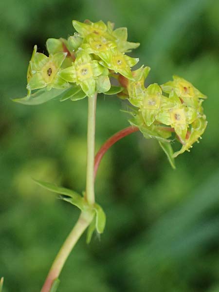 Alchemilla pentaphyllea \ Schneet�lchen-Frauenmantel, Schnee-Frauenmantel / Cut-Leaved Lady's Mantle, I Passo di Gavia 6.7.2026