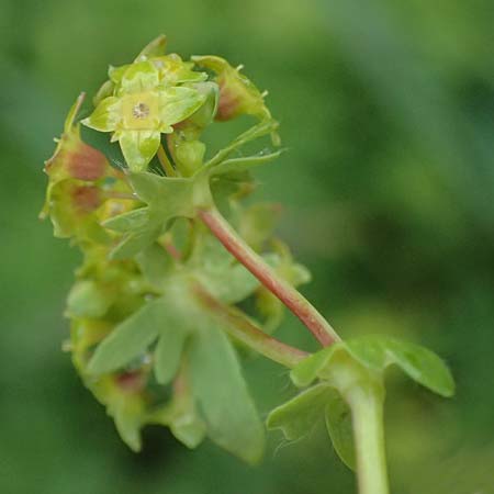Alchemilla pentaphyllea \ Schneet�lchen-Frauenmantel, Schnee-Frauenmantel / Cut-Leaved Lady's Mantle, I Passo di Gavia 6.7.2026