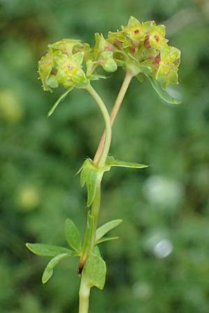 Alchemilla pentaphyllea \ Schneet�lchen-Frauenmantel, Schnee-Frauenmantel / Cut-Leaved Lady's Mantle, I Passo di Gavia 6.7.2026