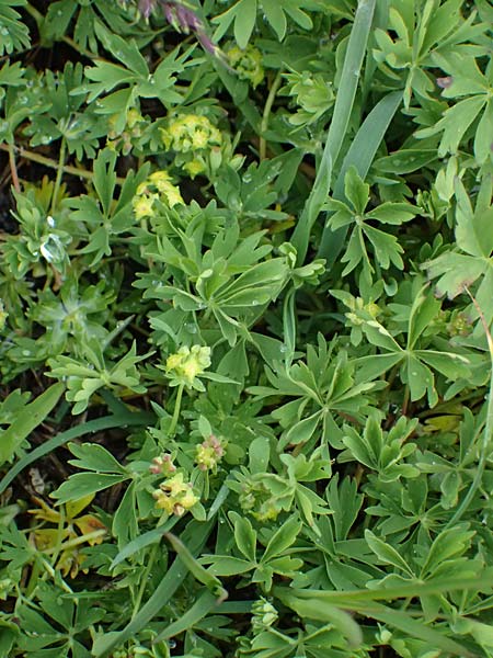 Alchemilla pentaphyllea \ Schneet�lchen-Frauenmantel, Schnee-Frauenmantel / Cut-Leaved Lady's Mantle, I Passo di Gavia 6.7.2026