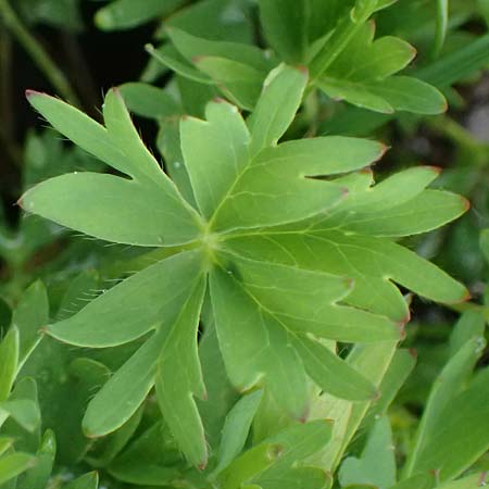 Alchemilla pentaphyllea \ Schneet�lchen-Frauenmantel, Schnee-Frauenmantel / Cut-Leaved Lady's Mantle, I Passo di Gavia 6.7.2026