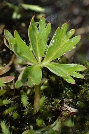 Alchemilla pentaphyllea \ Schneet�lchen-Frauenmantel, Schnee-Frauenmantel / Cut-Leaved Lady's Mantle, I Passo di Gavia 6.7.2026