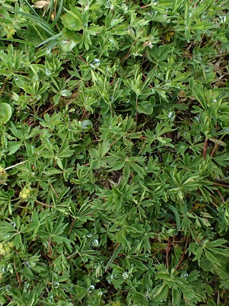 Alchemilla pentaphyllea \ Schneet�lchen-Frauenmantel, Schnee-Frauenmantel / Cut-Leaved Lady's Mantle, I Passo di Gavia 6.7.2026
