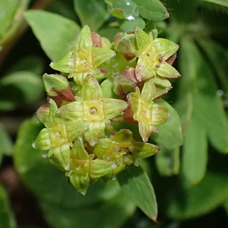 Alchemilla pentaphyllea \ Schneet�lchen-Frauenmantel, Schnee-Frauenmantel / Cut-Leaved Lady's Mantle, I Passo di Gavia 6.7.2026
