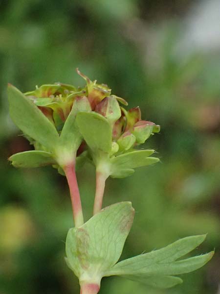 Alchemilla pentaphyllea \ Schneet�lchen-Frauenmantel, Schnee-Frauenmantel / Cut-Leaved Lady's Mantle, I Passo di Gavia 6.7.2026