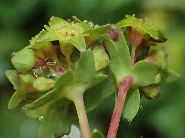 Alchemilla pentaphyllea \ Schneet�lchen-Frauenmantel, Schnee-Frauenmantel / Cut-Leaved Lady's Mantle, I Passo di Gavia 6.7.2026