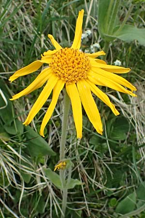 Arnica montana / Mountain Arnica, I Passo di Gavia 6.7.2026