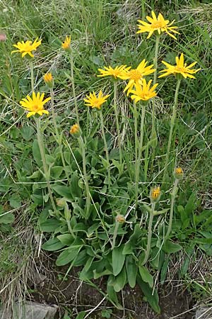 Arnica montana / Mountain Arnica, I Passo di Gavia 6.7.2026