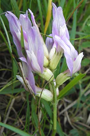 Astragalus monspessulanus \ Franz�sischer Tragant, I Liguria, Toirano 20.5.2013