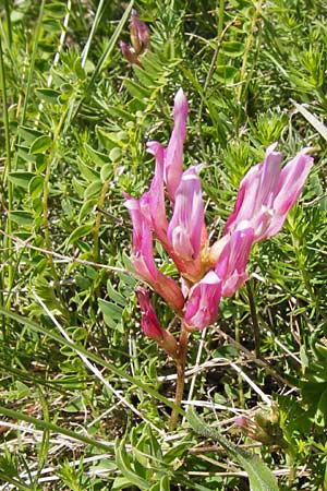 Astragalus monspessulanus \ Franz�sischer Tragant, I Liguria, Toirano 20.5.2013