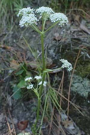 Dichoropetalum schottii \ Schotts Haarstrang / Schott's Hog's Fennel, I Liguria, Moneglia 26.9.2023