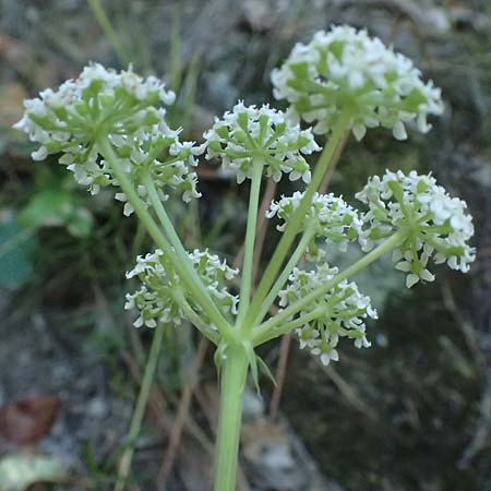 Dichoropetalum schottii \ Schotts Haarstrang / Schott's Hog's Fennel, I Liguria, Moneglia 26.9.2023