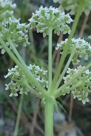 Dichoropetalum schottii \ Schotts Haarstrang / Schott's Hog's Fennel, I Liguria, Moneglia 26.9.2023