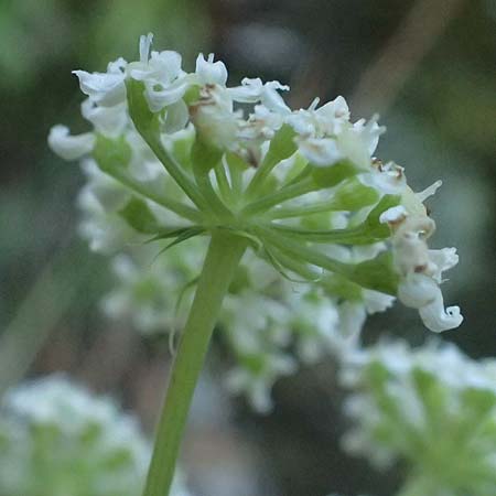 Dichoropetalum schottii \ Schotts Haarstrang / Schott's Hog's Fennel, I Liguria, Moneglia 26.9.2023