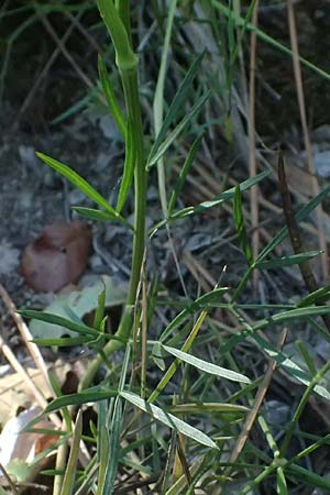 Dichoropetalum schottii \ Schotts Haarstrang / Schott's Hog's Fennel, I Liguria, Moneglia 26.9.2023