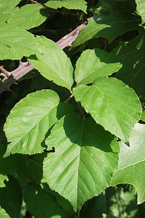 Rubus sanctus \ Heilige Brombeere / Holy Bramble, I Zoppola 31.7.2011