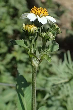 Bidens pilosa \ Behaarter Zweizahn / Cobbler's Pegs, Spanish Needle, I Liguria, Cinque Terre 28.9.2023