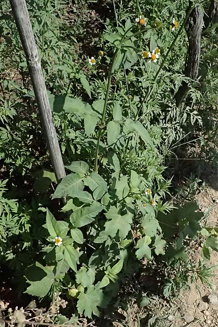 Bidens pilosa \ Behaarter Zweizahn / Cobbler's Pegs, Spanish Needle, I Liguria, Cinque Terre 28.9.2023