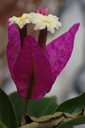 Bougainvillea spectabilis \ Bougainvillea / Bougainvillea, I Liguria, Bonassola 4.10.2023