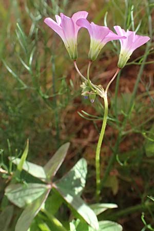 Oxalis triangularis \ Dreieckiger Sauerklee, Roter Dreiecksklee / Purple Triangular Sorrel, False Shamrock, I Liguria, Deiva Marina 30.9.2023