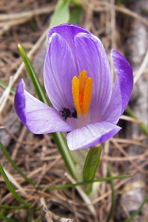 Crocus albiflorus \ Alpen-Krokus / Spring Crocus, I Liguria, Imperia, Monte Saccarello 29.5.2013