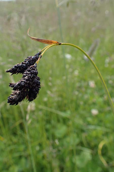 Carex aterrima \ Ru&szlig;geschw&auml;rzte Segge / Tall Black Sedge, I S&uuml;dtirol,  Gsieser Tal 7.7.2022