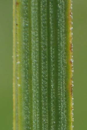Carex aterrima \ Ru&szlig;geschw&auml;rzte Segge / Tall Black Sedge, I S&uuml;dtirol,  Gsieser Tal 7.7.2022