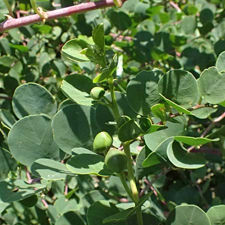 Capparis spinosa subsp. rupestris ? \ stlicher Kapernstrauch, I Liguria, Sestri Levante 3.10.2023